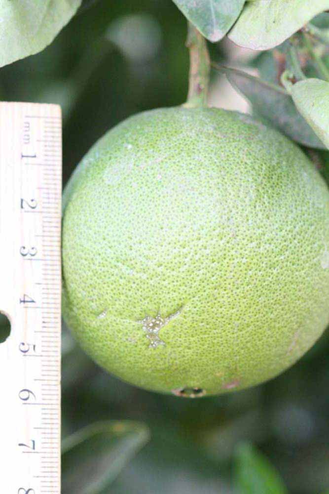            Immature fruit (Riverside, CA)   